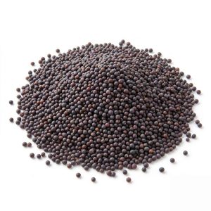 semillas de mostaza negra orgánica