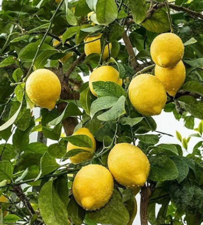 Limon - Genova - Organico