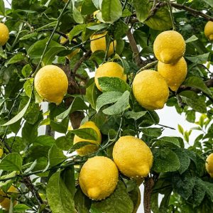 limones orgánicos