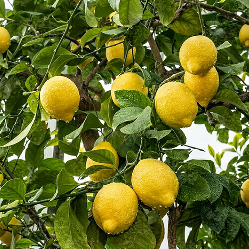 limones orgánicos