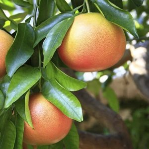 Pomelo Chileno orgánico.